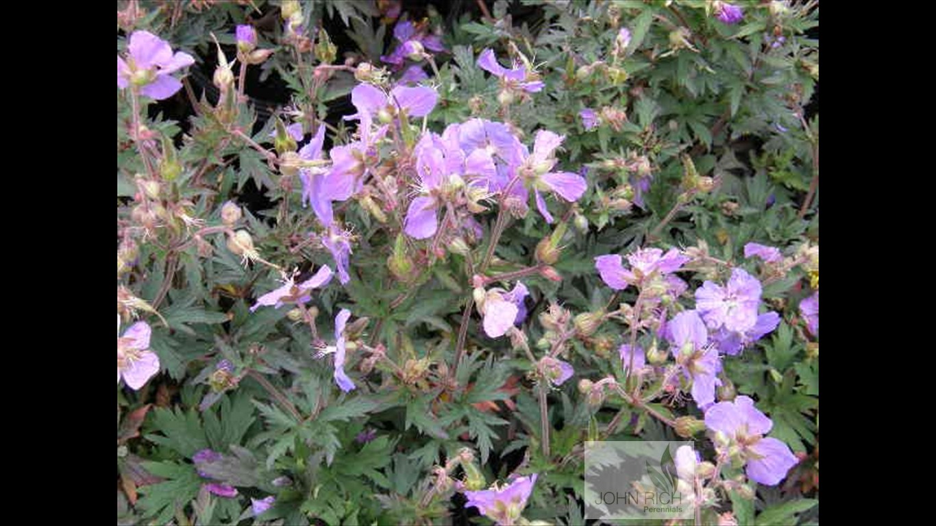 Geranium 'New Dimension'