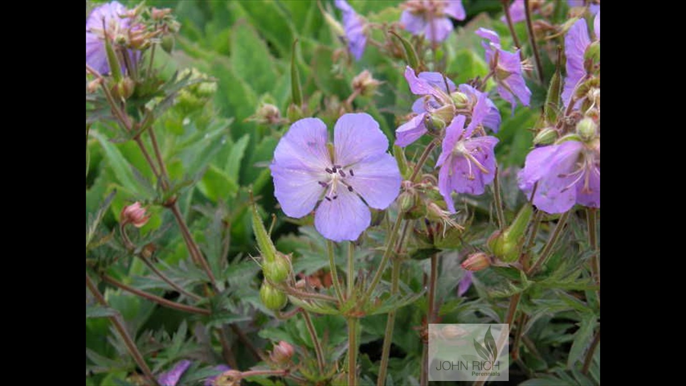 Geranium 'New Dimension'