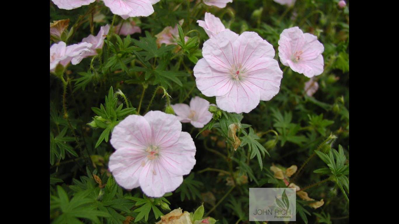 Geranium sanguineum var 'Striatum'