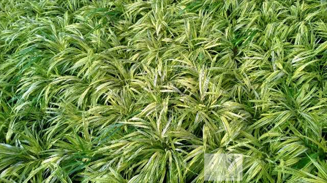 Hakonechloa macra 'Aureola'