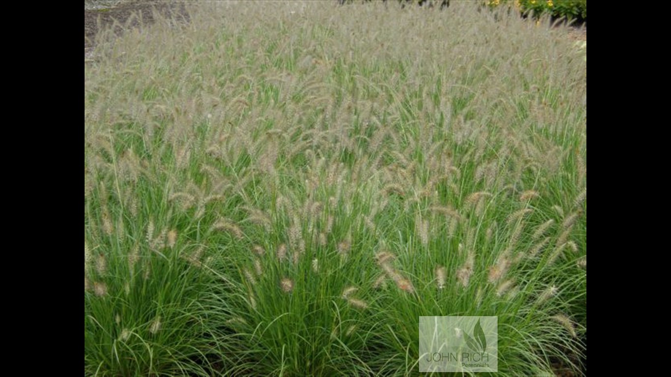 Pennisetum alopecurides 'Hameln'