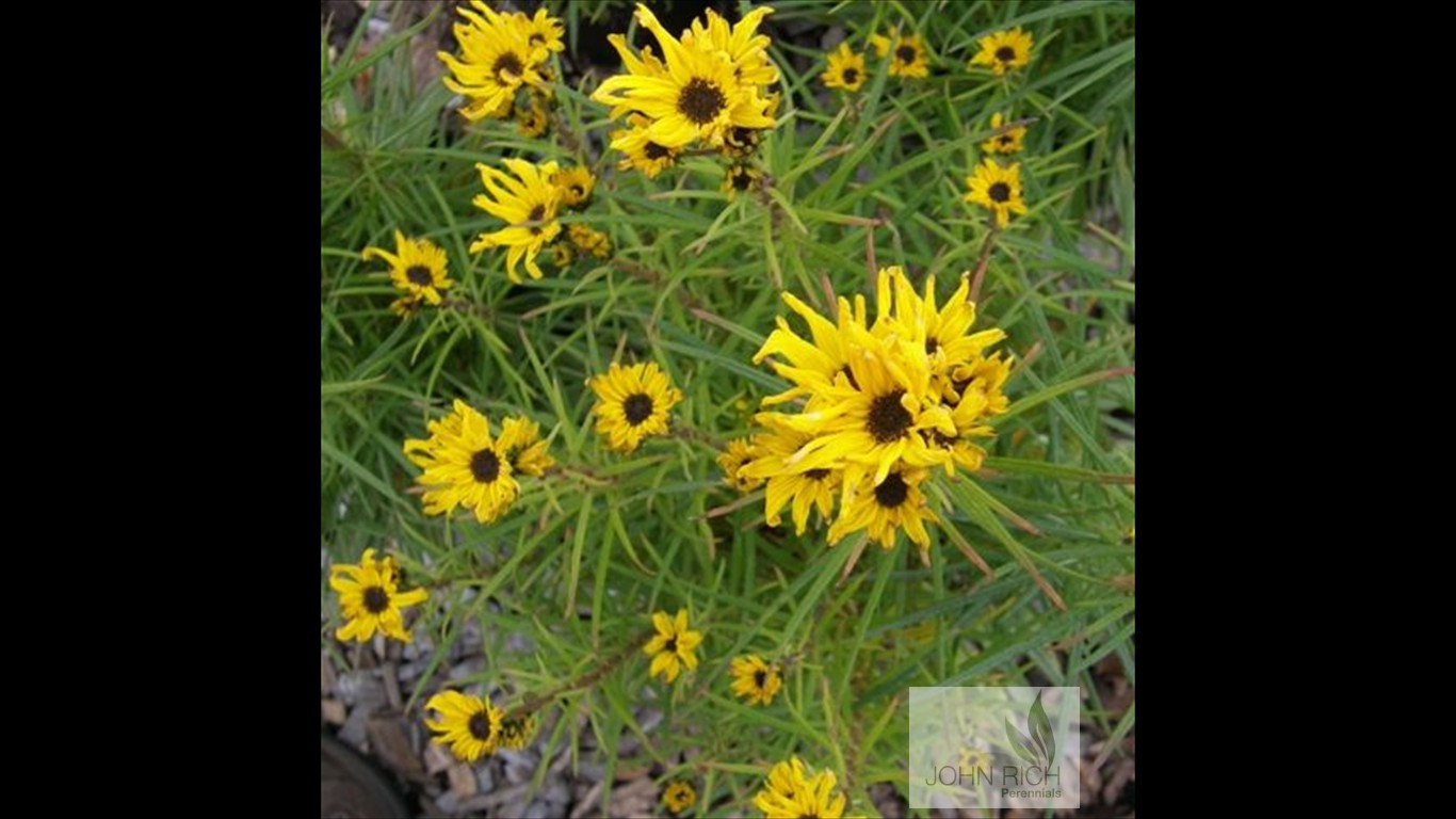 Helianthus salicifolius 'Table Mountain'