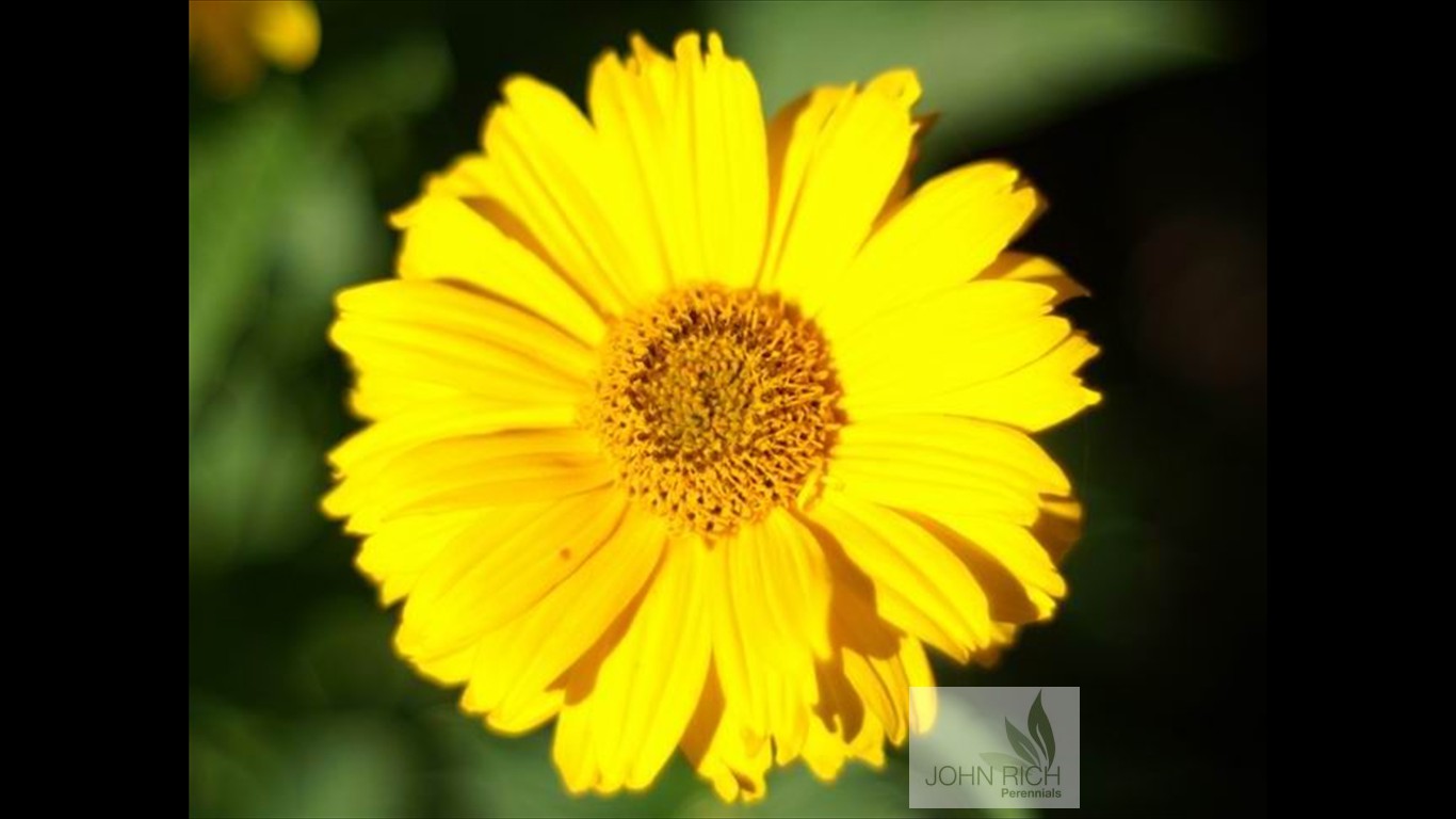 Heliopsis helianthoides 'Ballerina'