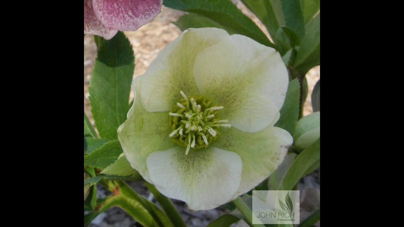 Helleborus orientalis 'Royal Heritage'