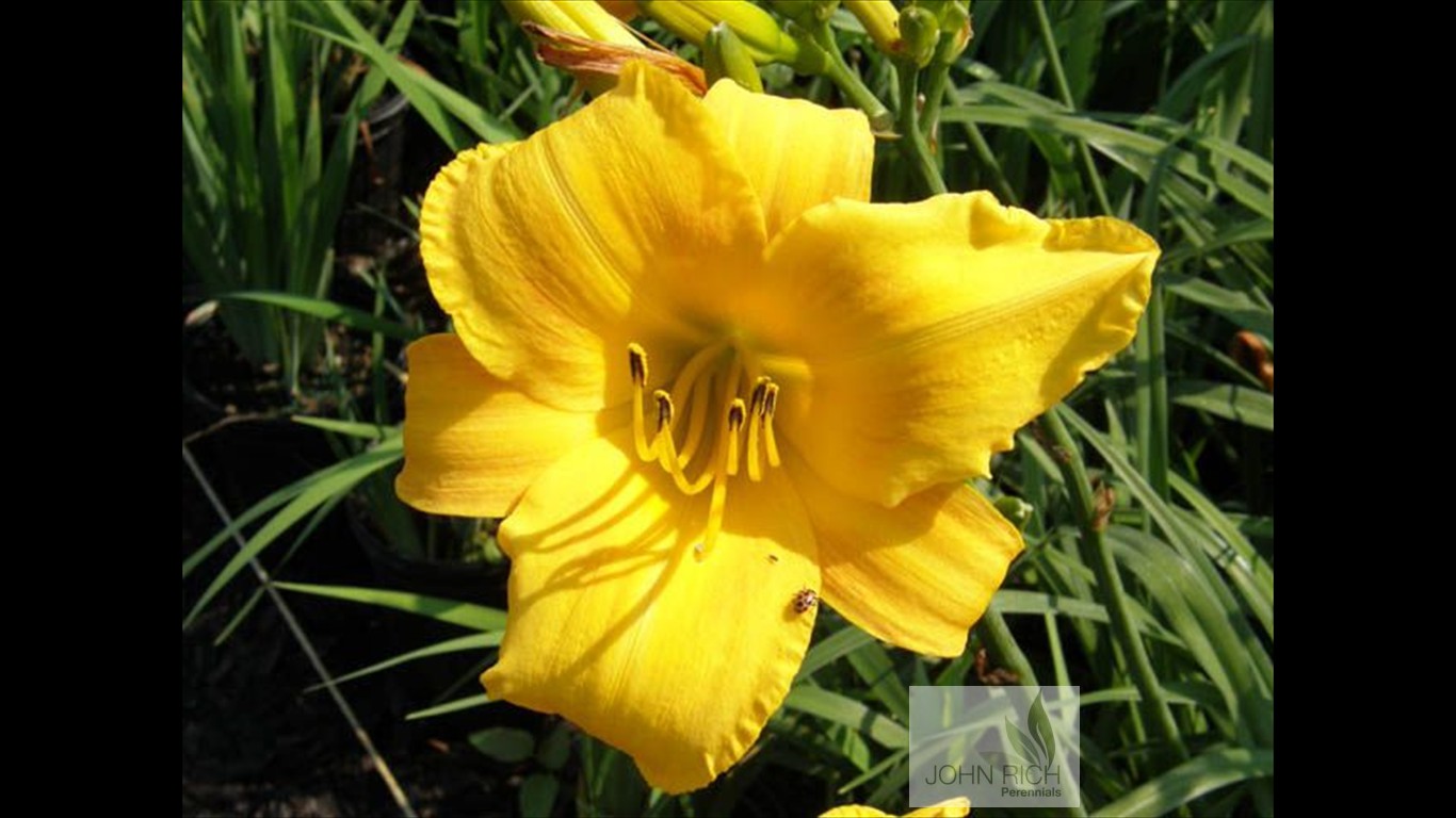 Hemerocallis 'Arno'