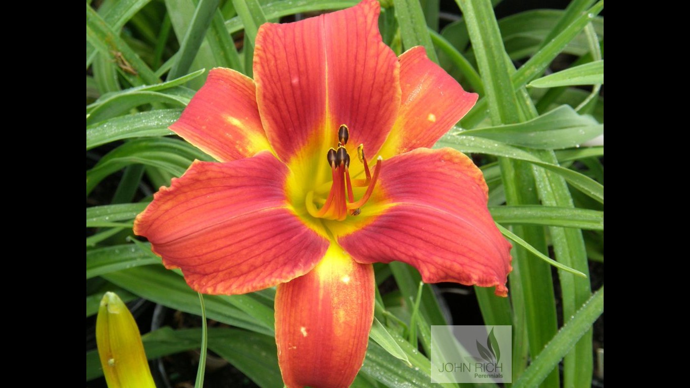 Hemerocallis 'Autumn Red'