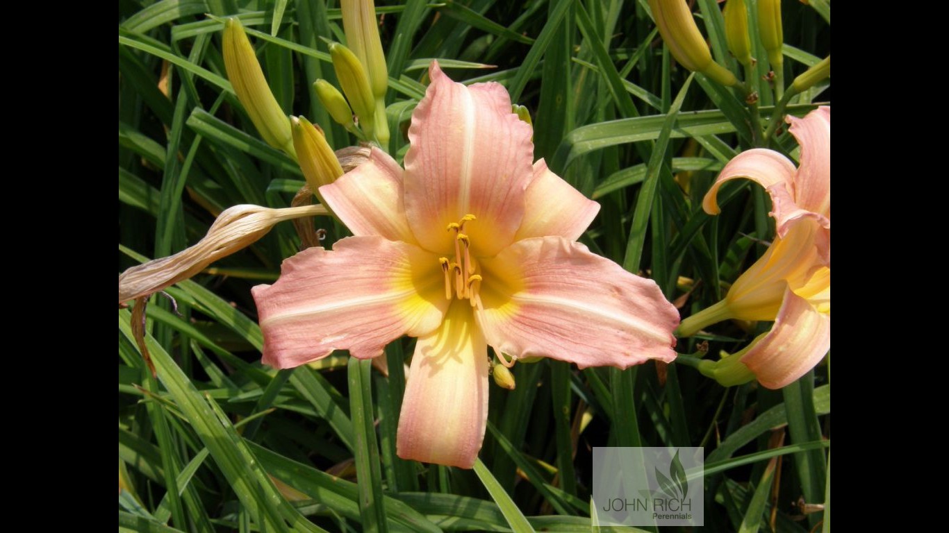 Hemerocallis 'Bama Maid'