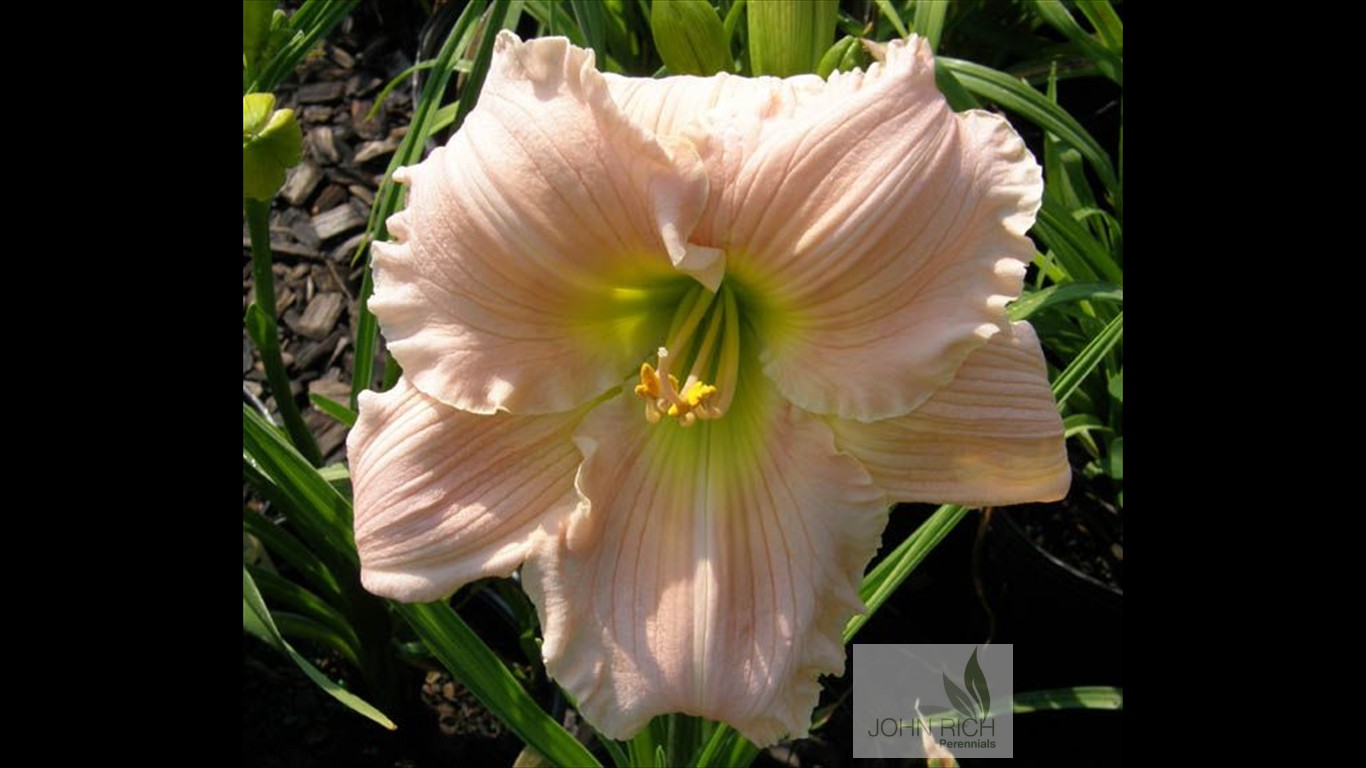 Hemerocallis 'Barbara Mitchell'