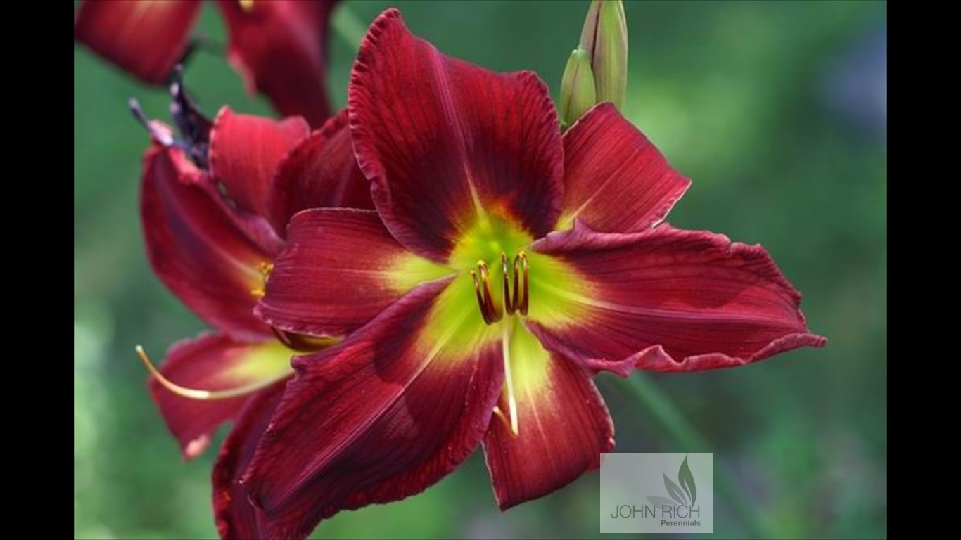 Hemerocallis 'Breathless Beauty'