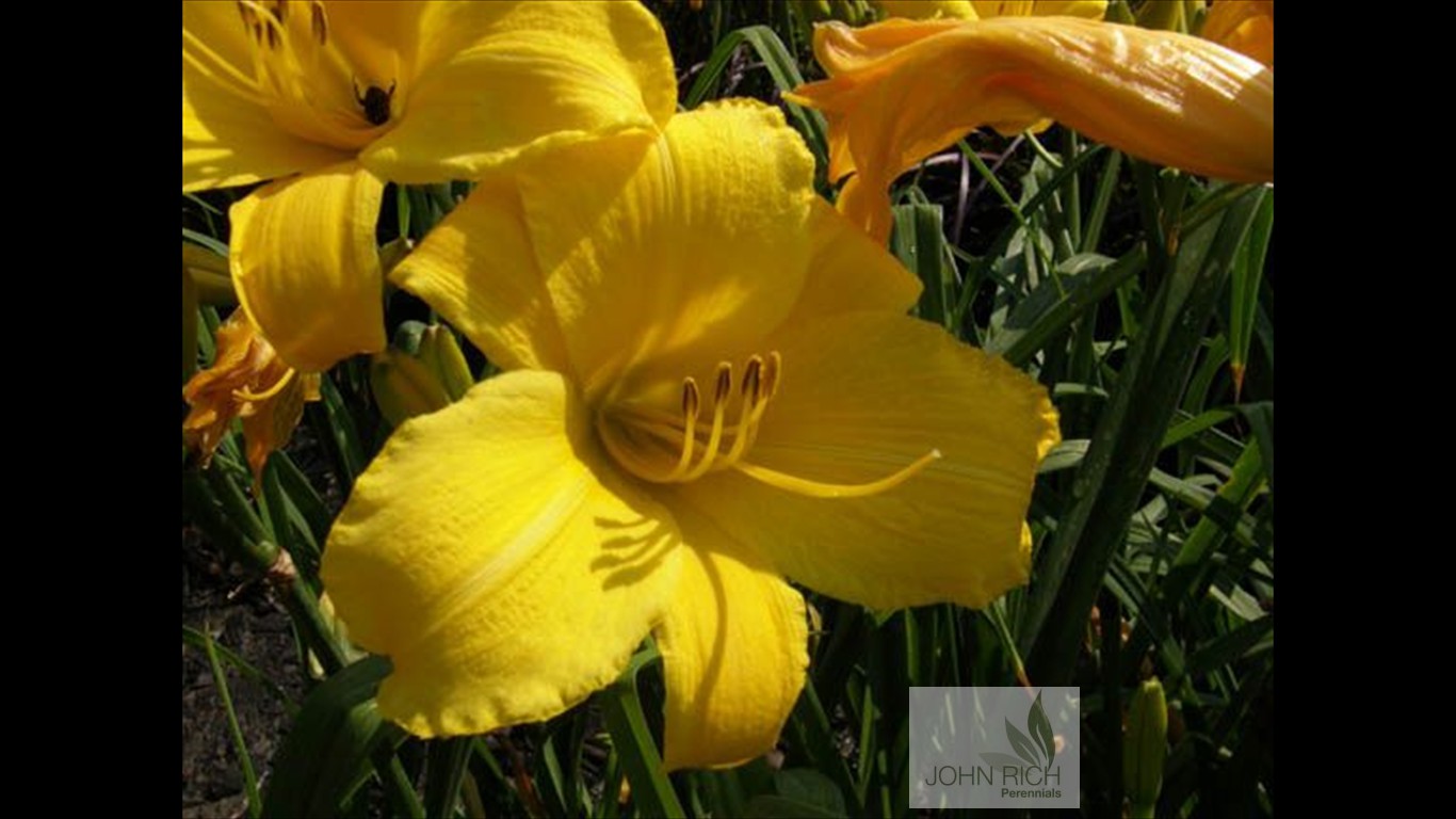 Hemerocallis 'Buttered Popcorn'