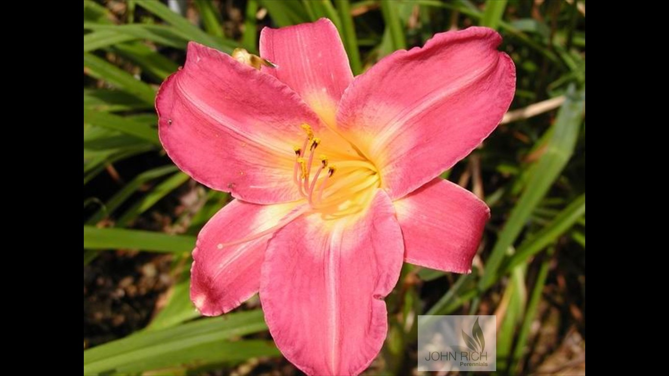 Hemerocallis 'Cherry Cheeks'