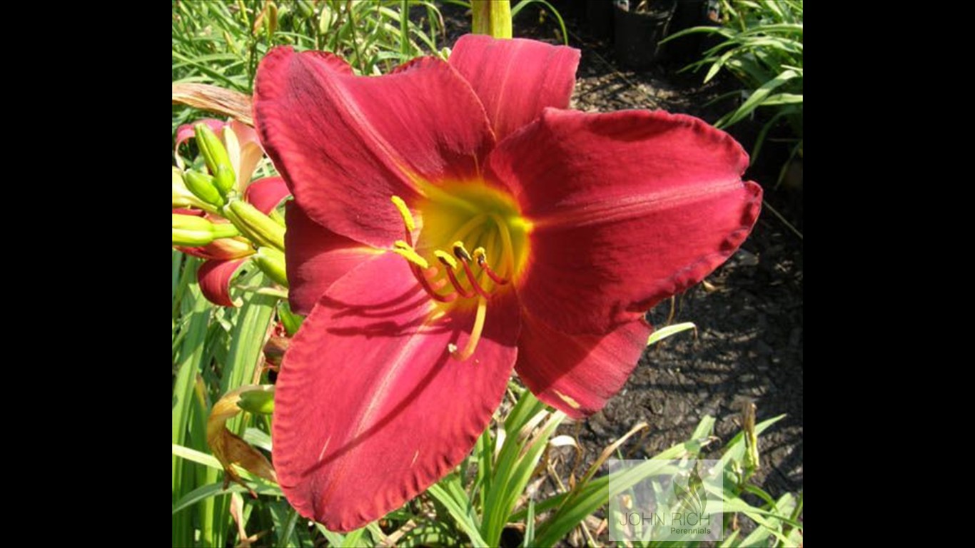 Hemerocallis 'Chicago Apache'