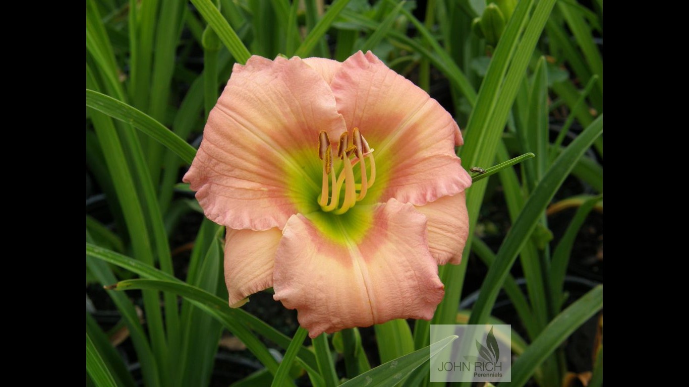 Hemerocallis 'Chorus Line'