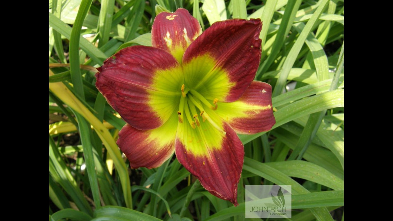 Hemerocallis 'Christmas Carol'