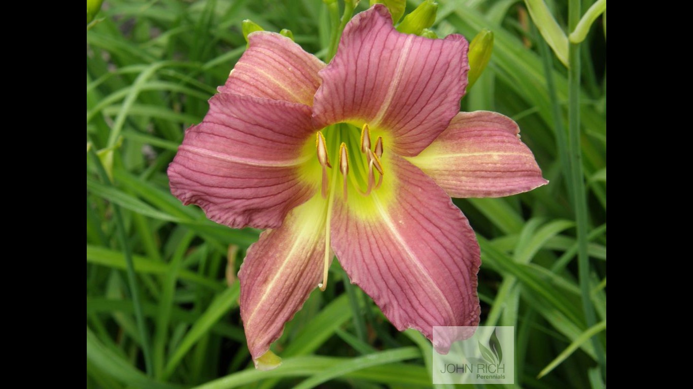 Hemerocallis 'Constant Comment'