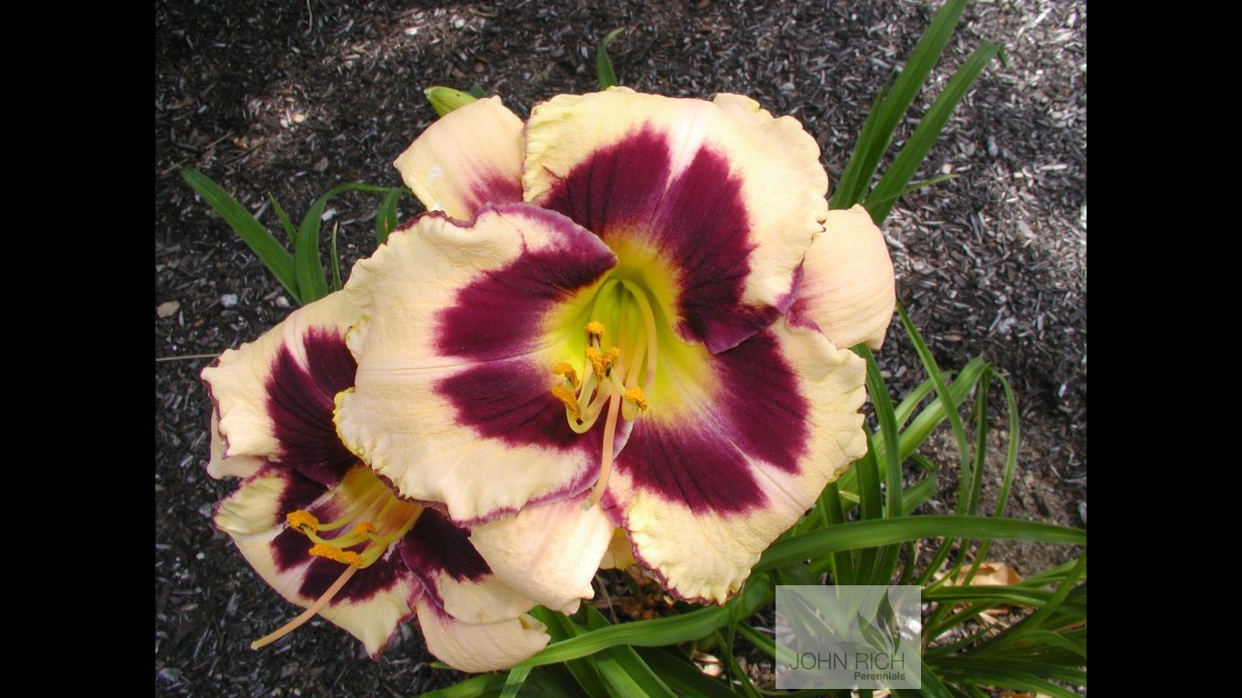 Hemerocallis 'Custard Candy'