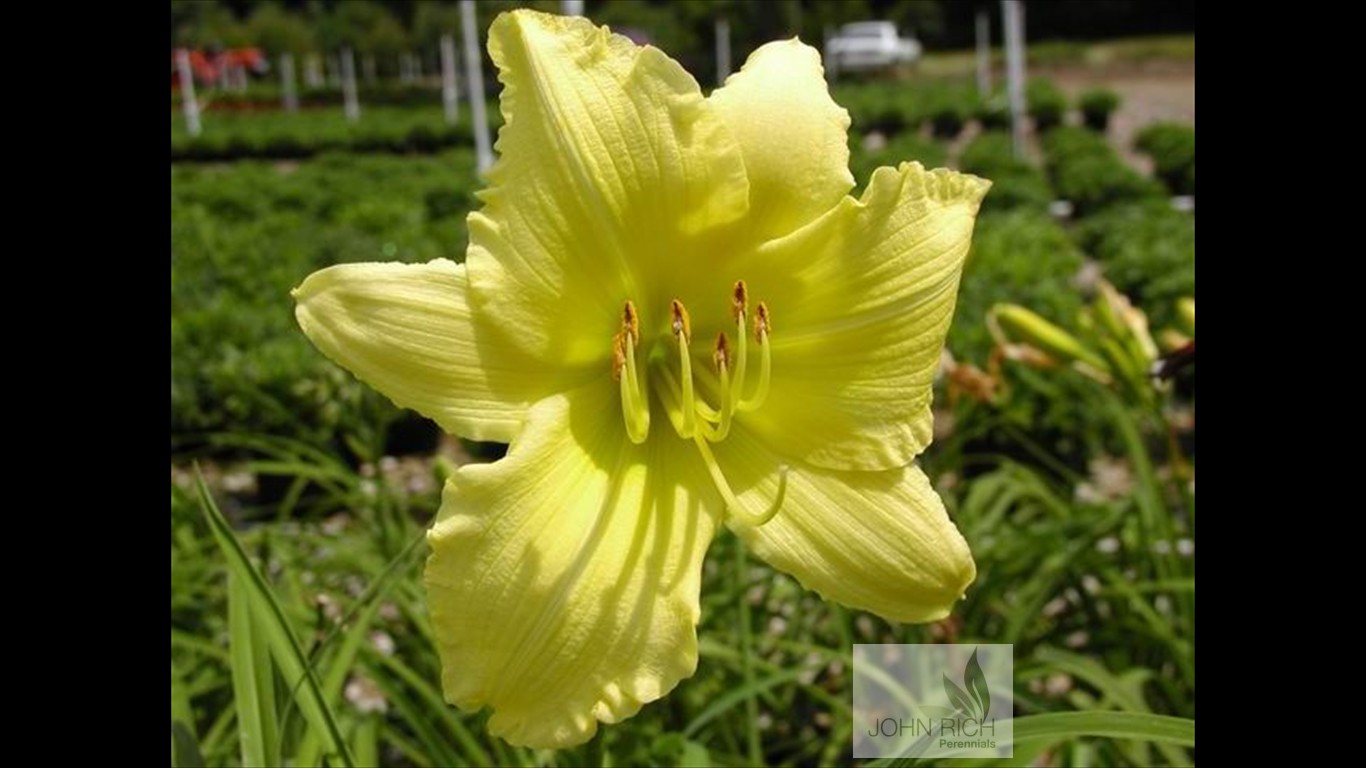 Hemerocallis 'Dewey Fresh'