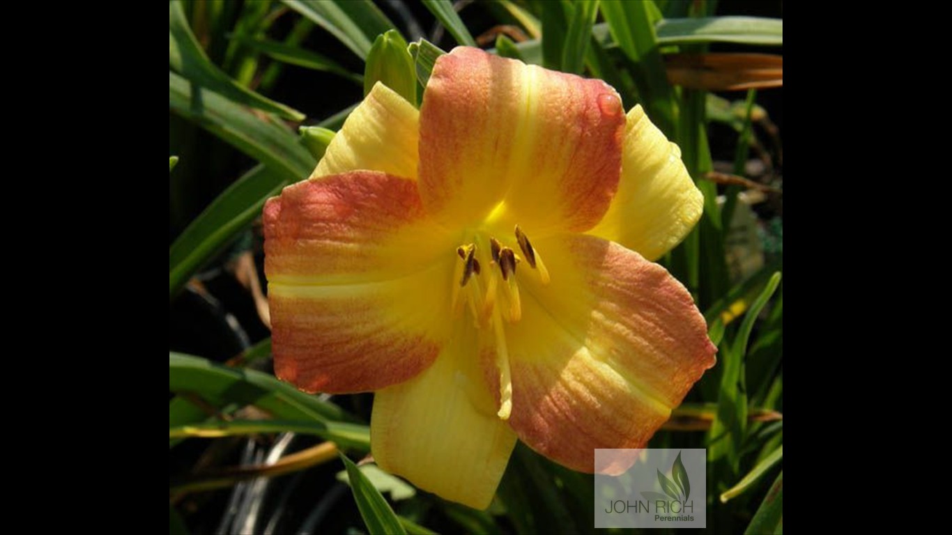 Hemerocallis 'Eenie Allegro'