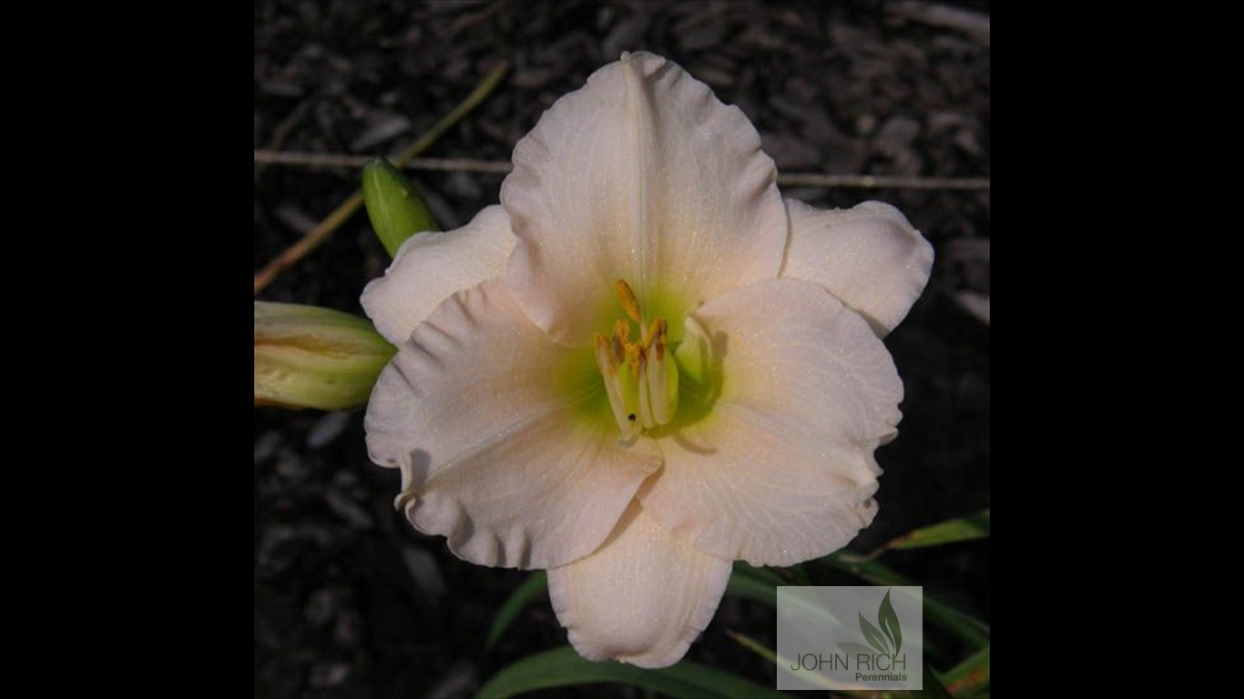 Hemerocallis 'Fairy Tale Pink'