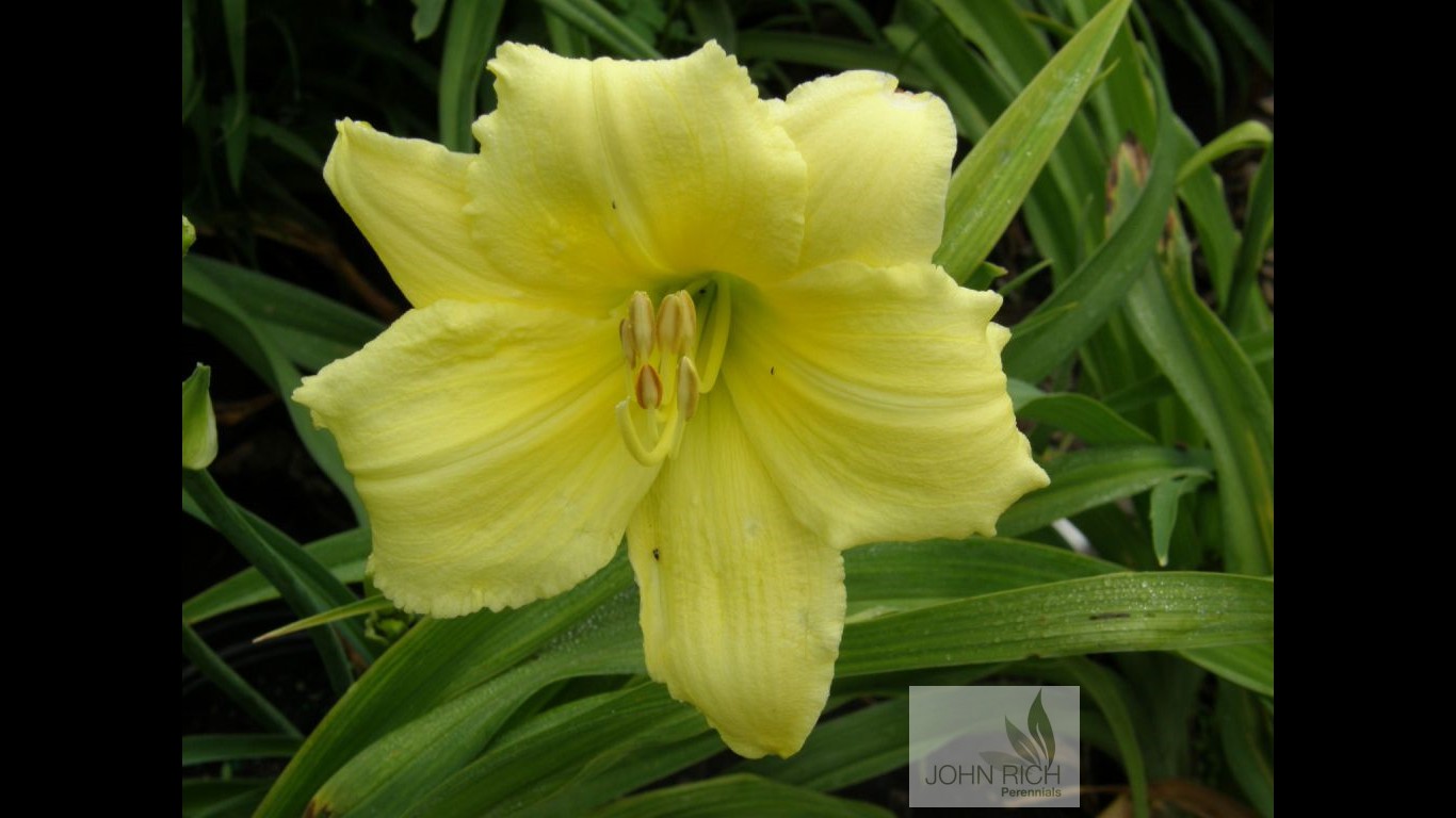 Hemerocallis 'Fragrant Returns'