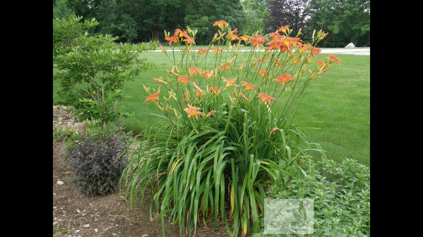 Hemerocallis fulva