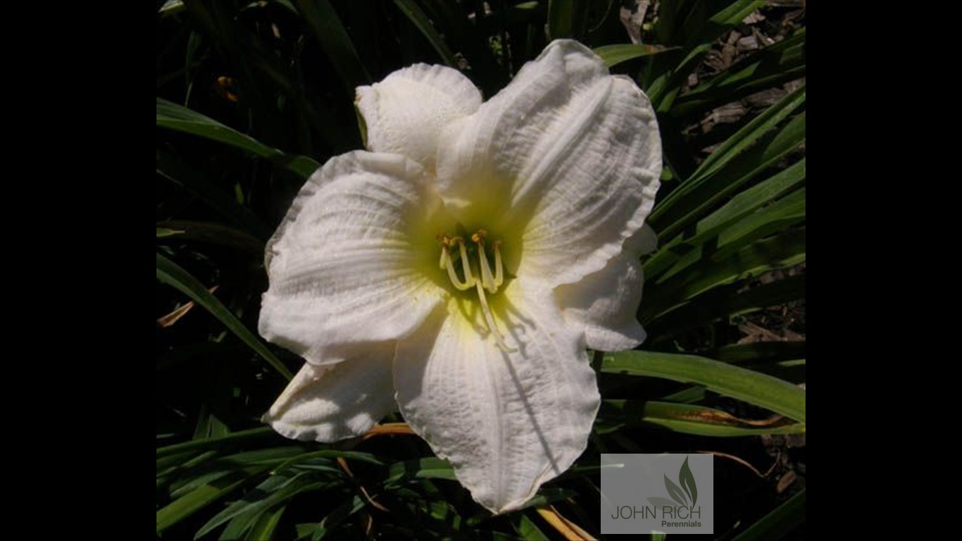 Hemerocallis 'Gentle Shepard'