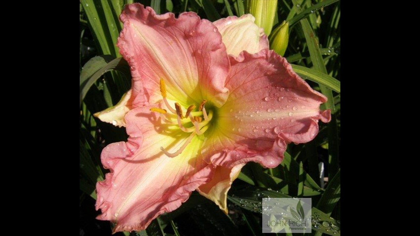 Hemerocallis 'Gossamer Parasol'