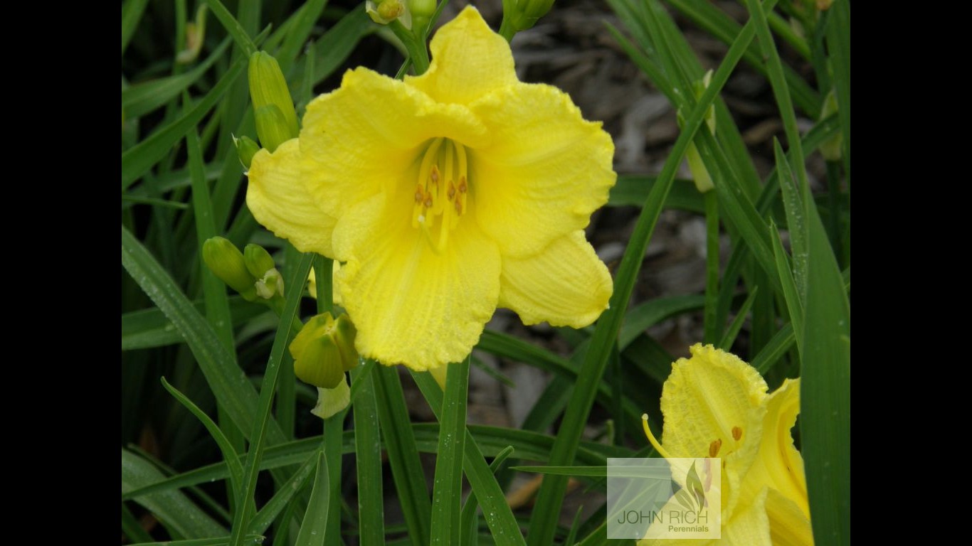 Hemerocallis 'Happy Returns'