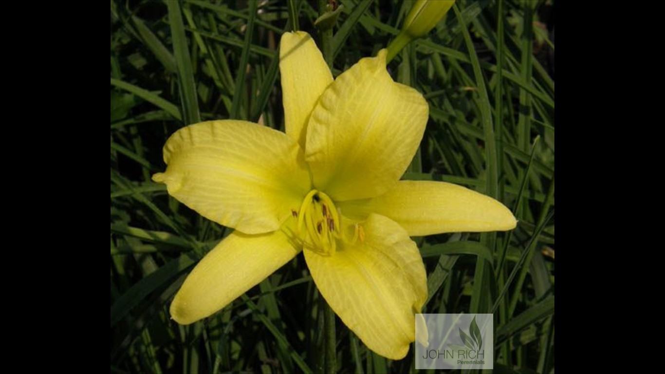 Hemerocallis 'Hyperion'