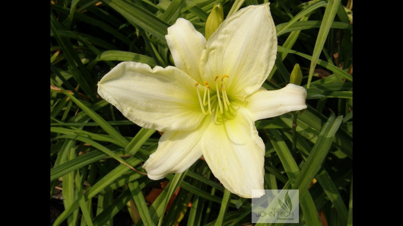 Hemerocallis 'Ice Carnival'