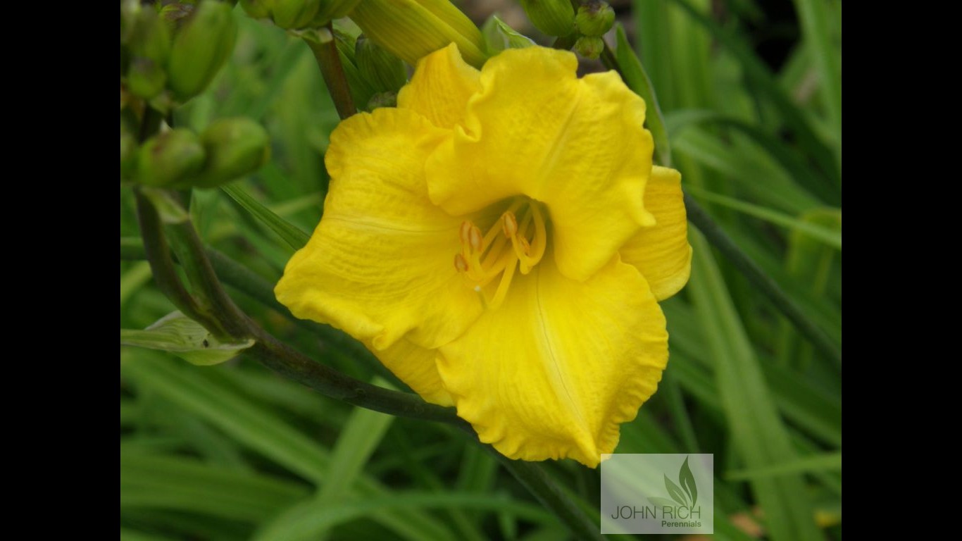 Hemerocallis 'Irish Elf'