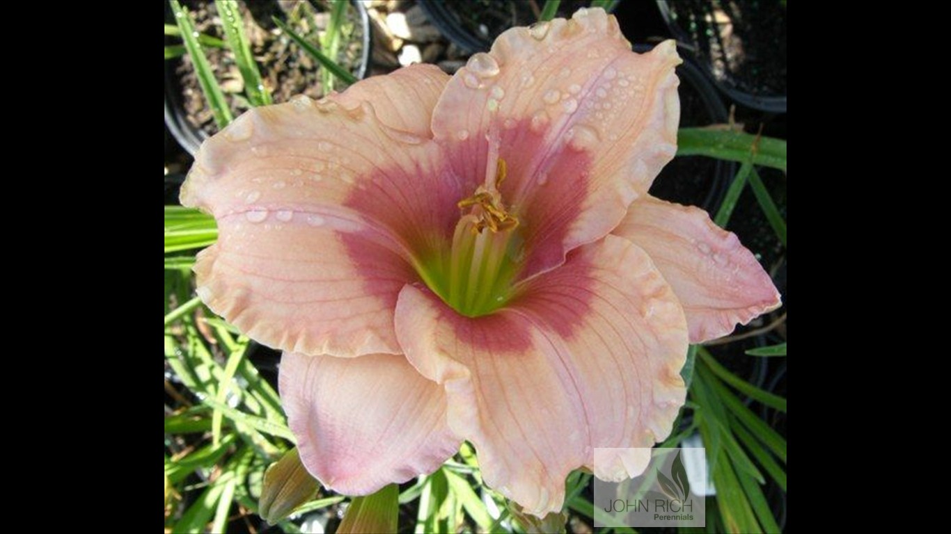 Hemerocallis 'Janice Brown'