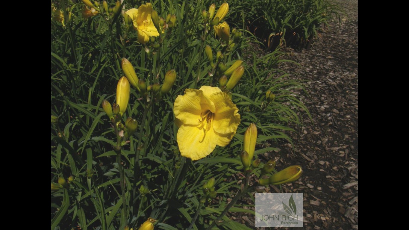 Hemerocallis 'Lemon Lollipop'