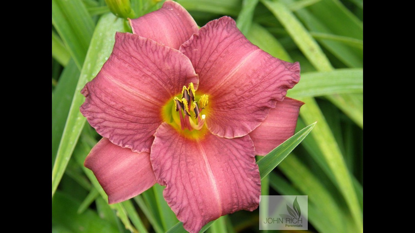 Hemerocallis 'Little Wine Cup'