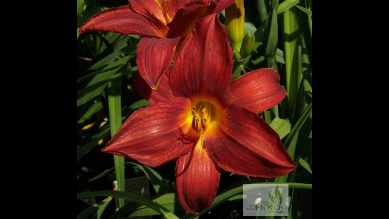 Hemerocallis 'Lusty Leland'