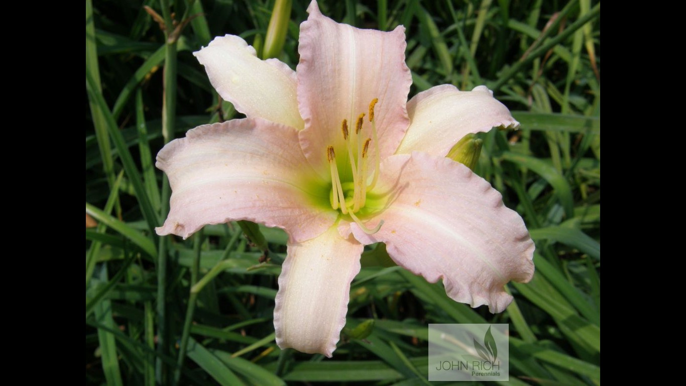 Hemerocallis 'Luxury Lace'