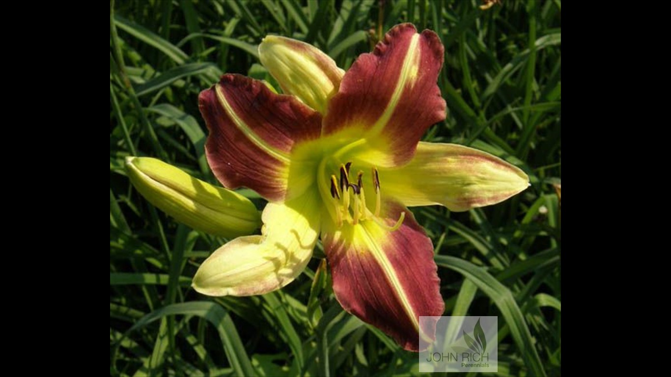 Hemerocallis 'Magic Dawn'