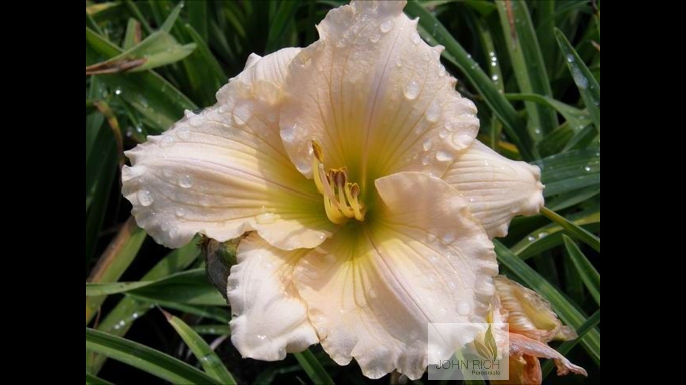 Hemerocallis 'Mini Pearl'