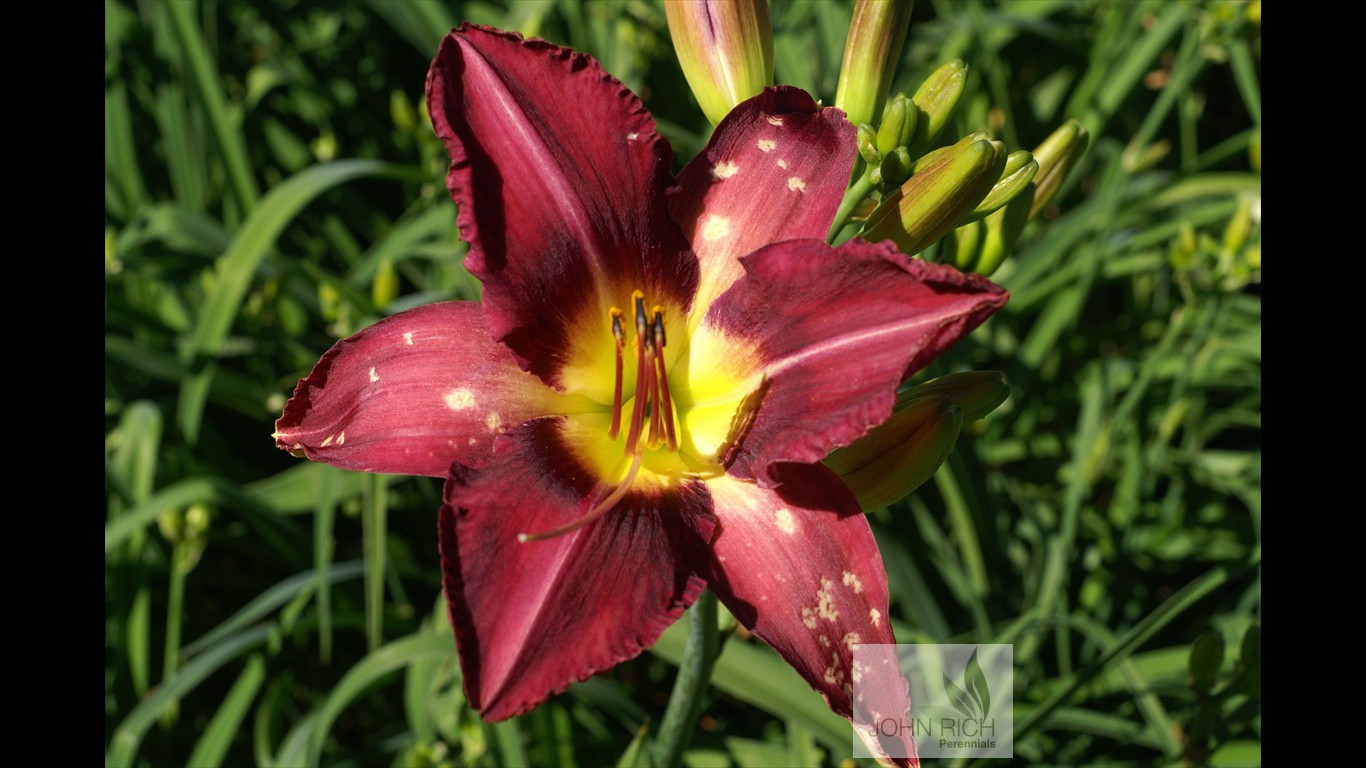 Hemerocallis 'Mountain Violet'