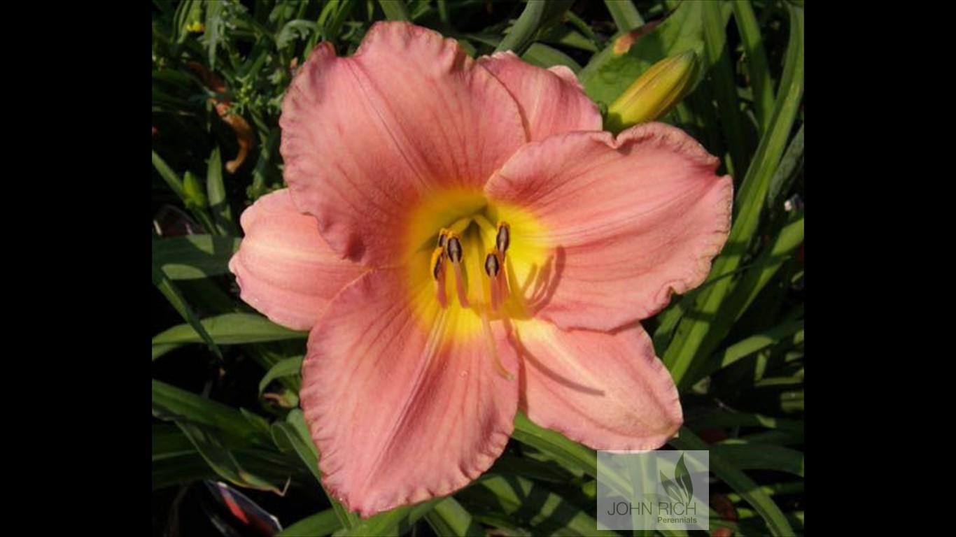 Hemerocallis 'My Melinda'