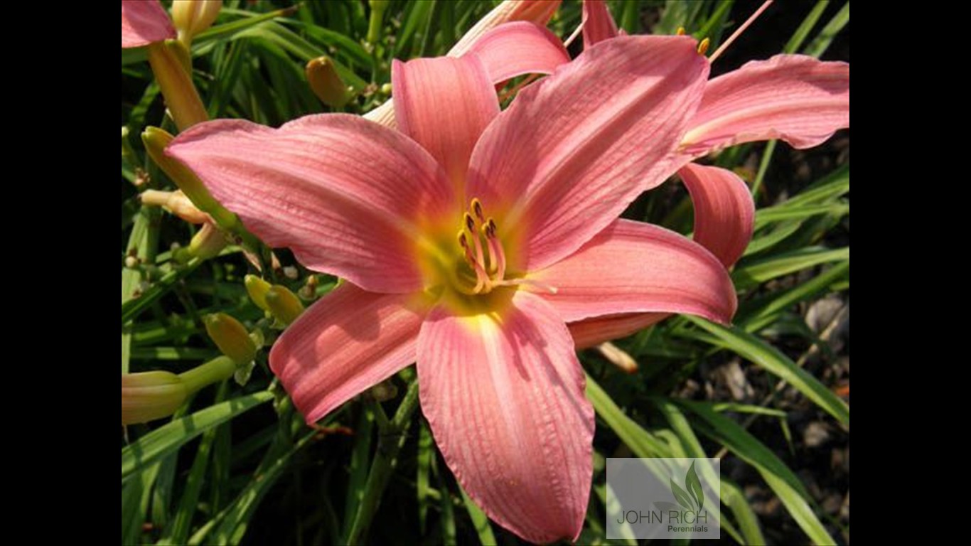 Hemerocallis 'Patricia Fay'