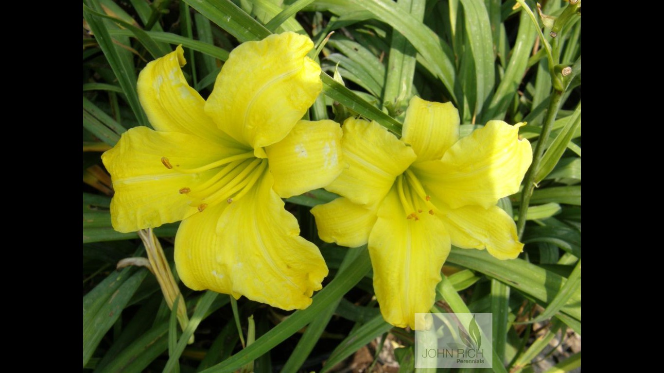 Hemerocallis 'Pennys Worth'