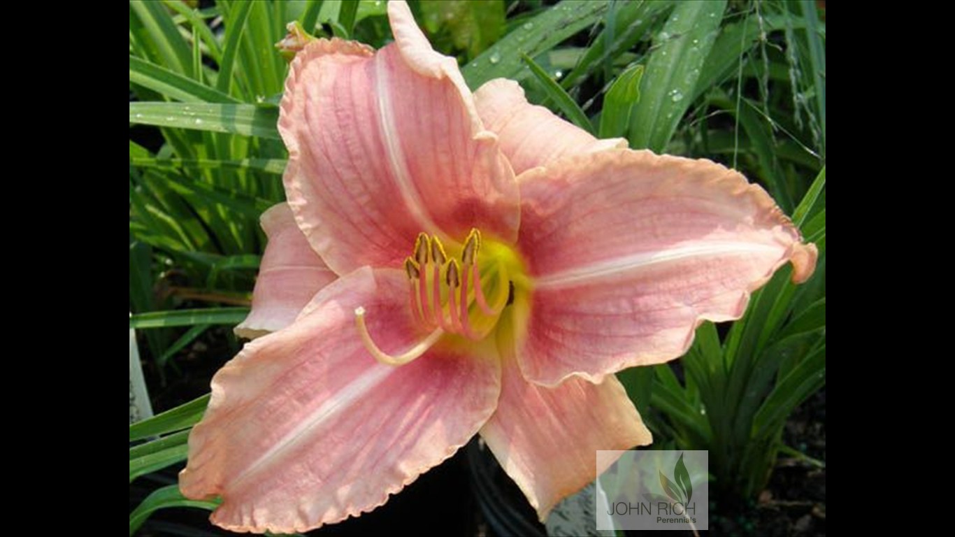 Hemerocallis 'Prairie Bells'