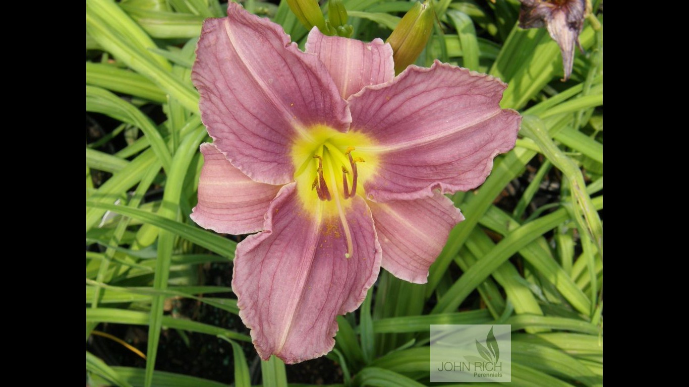 Hemerocallis 'Prairie Blue Eyes'