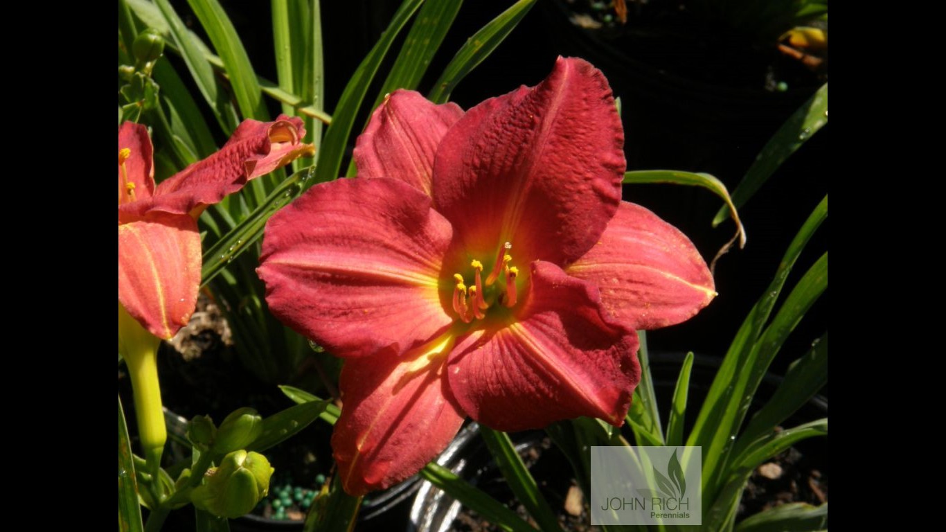 Hemerocallis 'Red Rum'