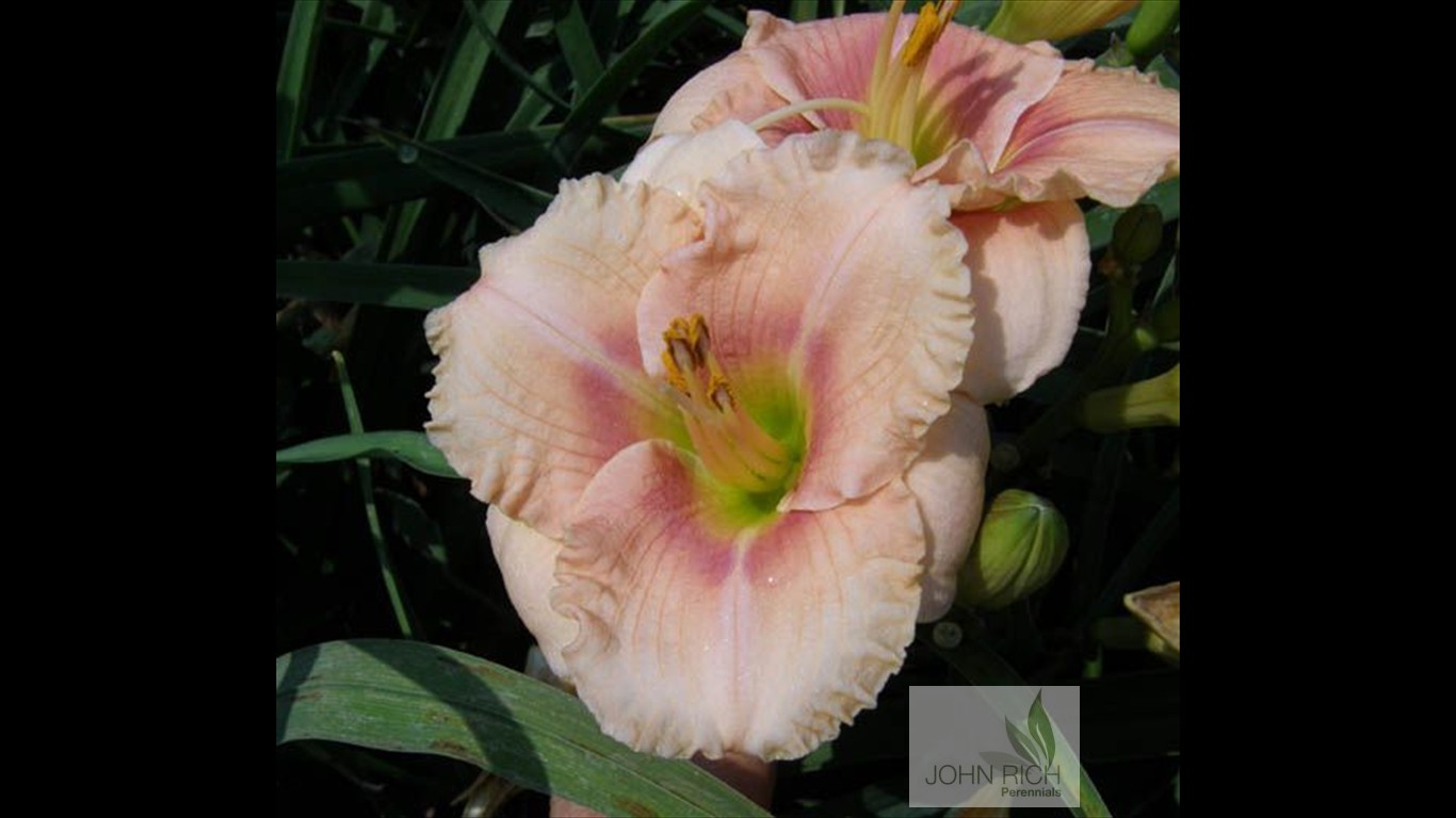 Hemerocallis 'Siloam French Doll'