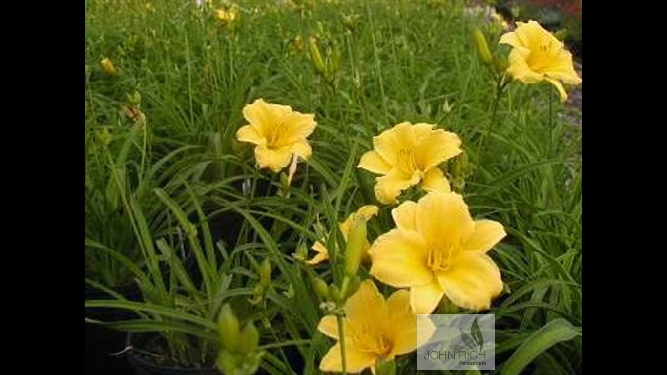 Hemerocallis 'Stella de Oro'