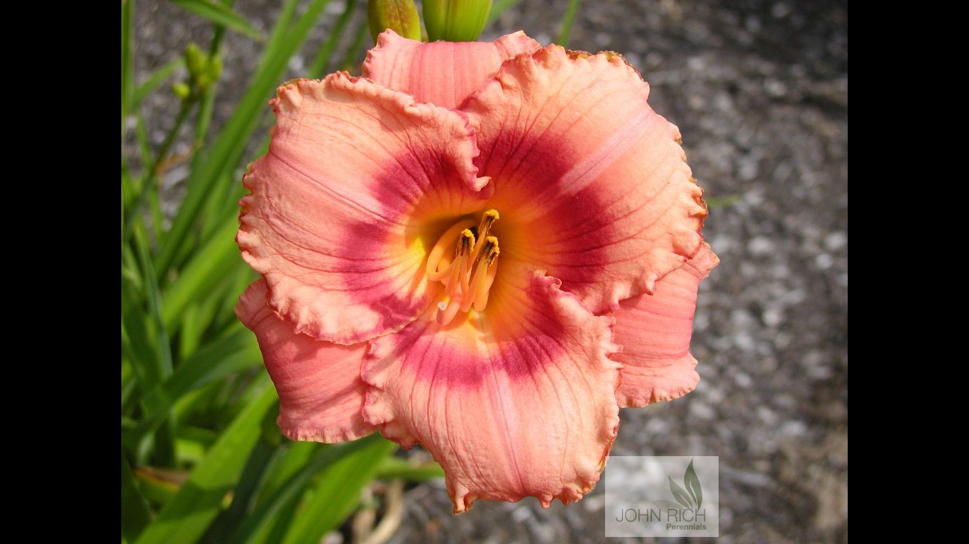 Hemerocallis 'Strawberry Candy'