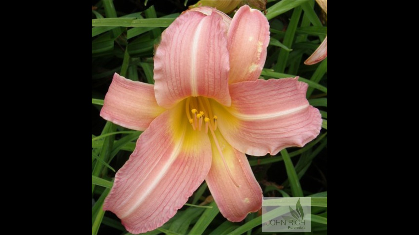 Hemerocallis 'Bama Maid'