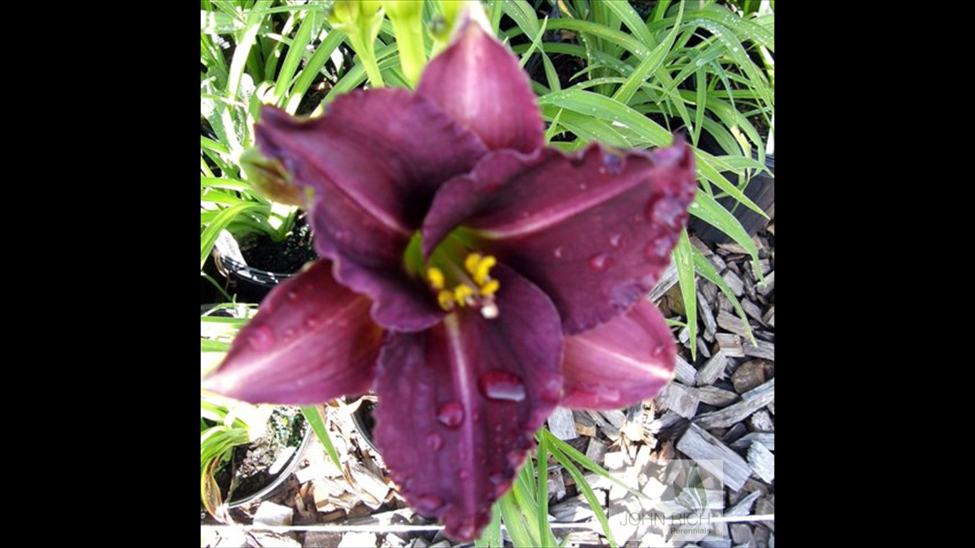 Hemerocallis 'Woodside Amethyst'